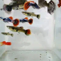 ماهی گوپی|ماهی|اصفهان, شیخ اشراق|دیوار