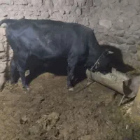 گوساله.پانزده.ماه