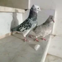 کفتر|پرنده|سبزوار, کهنه آب|دیوار