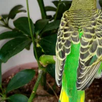 مرغ عشق دستی|پرنده|خمینی‌شهر, |دیوار