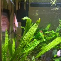 چهار عدد ماهی دیسکس ماهی زینتی Discus|ماهی|اصفهان, باغ فردوس|دیوار