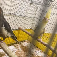 جفت مولد و تک بالغ(جوجه سرلاکی)ملنگو-گیرینچیک|پرنده|رشت, یخسازی|دیوار