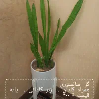 گل طبیعی لطفاً ورق بزنید|گل و گیاه طبیعی|مشهد, هنرور|دیوار