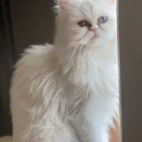 گربه