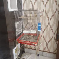 ملنگو دستی|پرنده|مبارکه, |دیوار