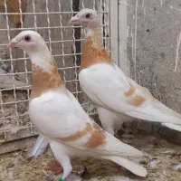 میولمنز کشکی بزک سینه سفید الماسی کرم زرد