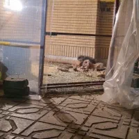 خرگوش لوپ اصلی