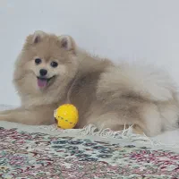 سگ پامر خرسی اصیل باهوش و آموزش پذیری بالا|سگ|کرمان, |دیوار