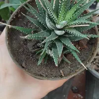 سم و کود برای گل و گیاه و گل و گیا|گل و گیاه طبیعی|آزادشهر, |دیوار