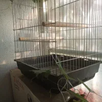 قفس پرنده
