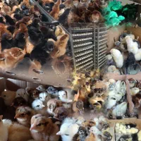 جوجه گردن لختی