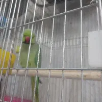 فروش راهب تازه دونخور ملنگو کله الویی  ملنگو سخنگو|پرنده|تهران, جیحون|دیوار