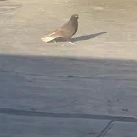 کبوتر اصفهانی|پرنده|زارچ, |دیوار