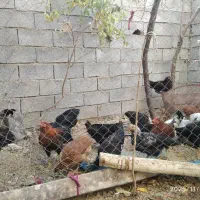 جوجه مرغ  ۹ ماهه