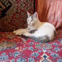 واگذاری گربه..