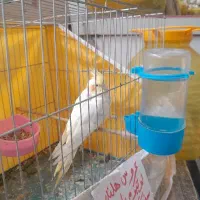 عروس هلندی سه ماهه سخنگو دستی