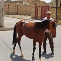 کره اسب نریان