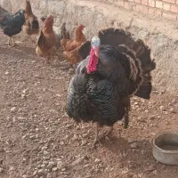 بوقلمون ‌نر|حیوانات مزرعه|خسروشاه, |دیوار