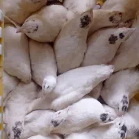 بلدرچین هلندی سفید بلدرچین نر ژاپنی تعداد 200عدد|حیوانات مزرعه|کهریزک, |دیوار