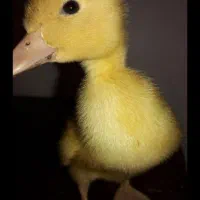 جوجه اردک در همه رنگ به صورت تک  جوجه مرغ وارداتی