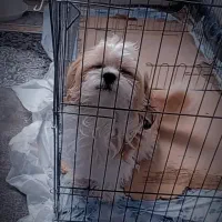 سگ شیتزو|سگ|مشهد, علی آباد|دیوار