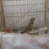 سهره خاکی  معاوضه با کفتر