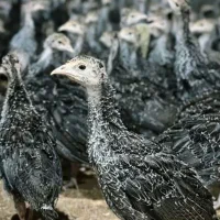 جوجه بوقلمون یکماهه
