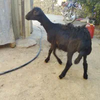 فروش بره ماده ب قیمت تعاونی