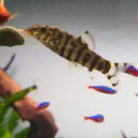 دو عدد لوچ پاکستانی