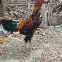 مرغ و خروس لاری اصیل