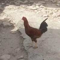خروس محلی