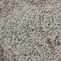 عدس تازه امسال