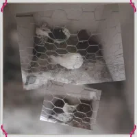 کفتر