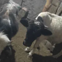 دو عدد گوساله نره دارم مناسب برای نگهداری|حیوانات مزرعه|عنبران, |دیوار