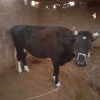 هلشتاین دو رگ شیری