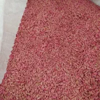 انواع گندم مهرگان سیروان نقد موجود