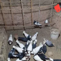 30عدد کبوتر رنگی فروشی