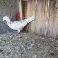 کبوتر نر سرور