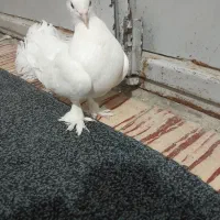 کفتر دوم چتری پاپرکاکلی|پرنده|کوه چنار, |دیوار