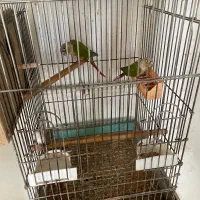 فروش گرینچیک|پرنده|هشتگرد, هشتگرد قدیم|دیوار