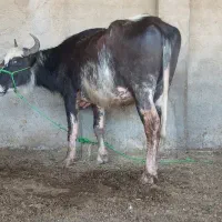 گاومیش آبستن