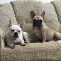 واگذاری سگ فرنچ بولداگ