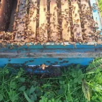 صد عدد زنبور