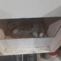 طوطی عروس هلندی|پرنده|اردبیل, |دیوار