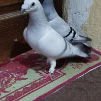 یه جفت شامی