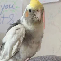 عروس هلندی گم شده تویسرکان خیابان فردوسی