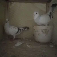 شامی جفت به ضمانت تخم جوجه