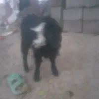 بزغاله|حیوانات مزرعه|خوی, |دیوار