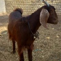 بزکولارآبستن|حیوانات مزرعه|آران و بیدگل, |دیوار