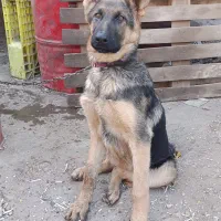 ژرمن ورک ماده